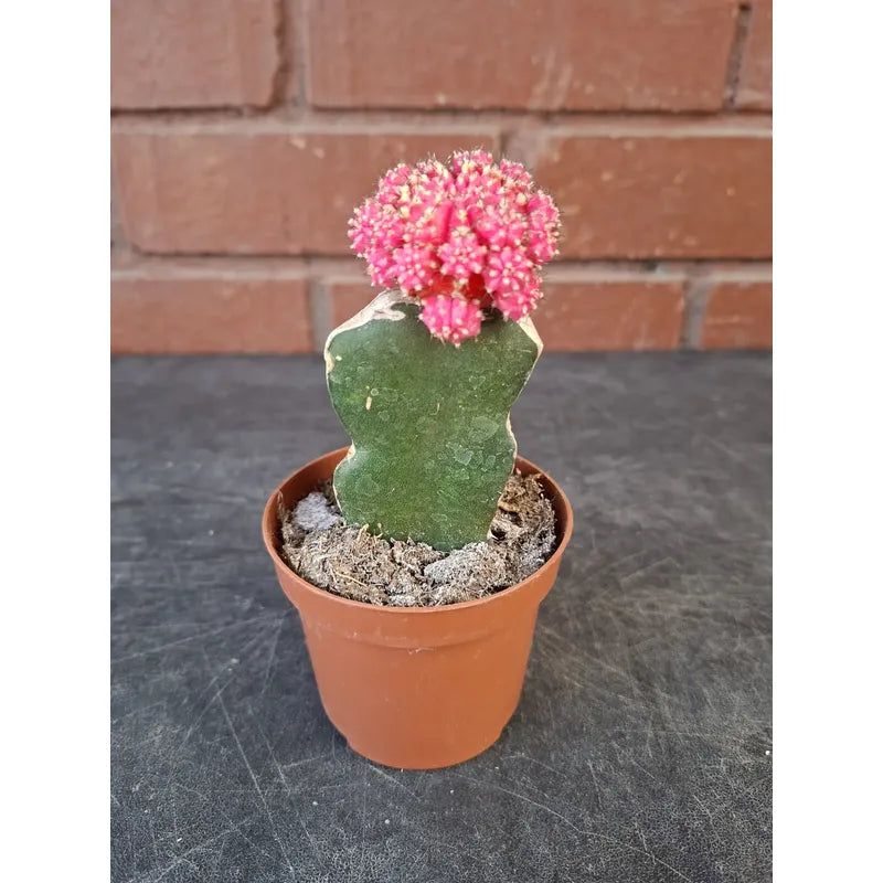 Cactus Injertado Pequeño Fucsia