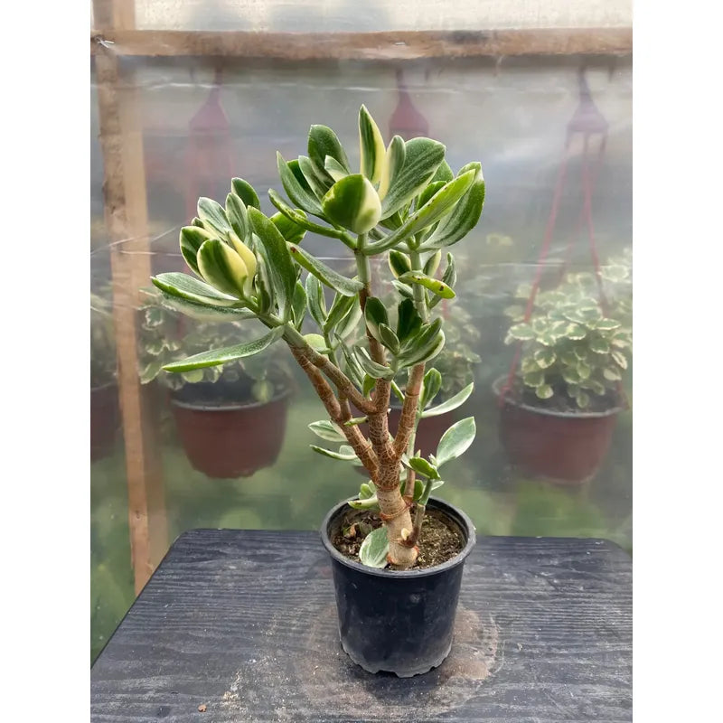 Árbol De Jade Variegado Pequeño Árbol De La Abundancia