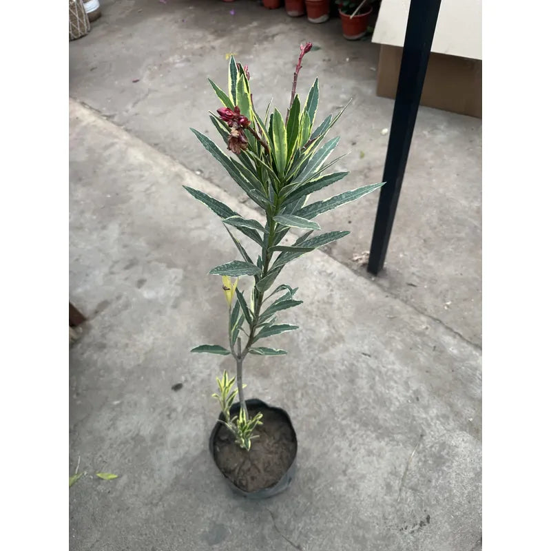 Laurel De Flor Variagado