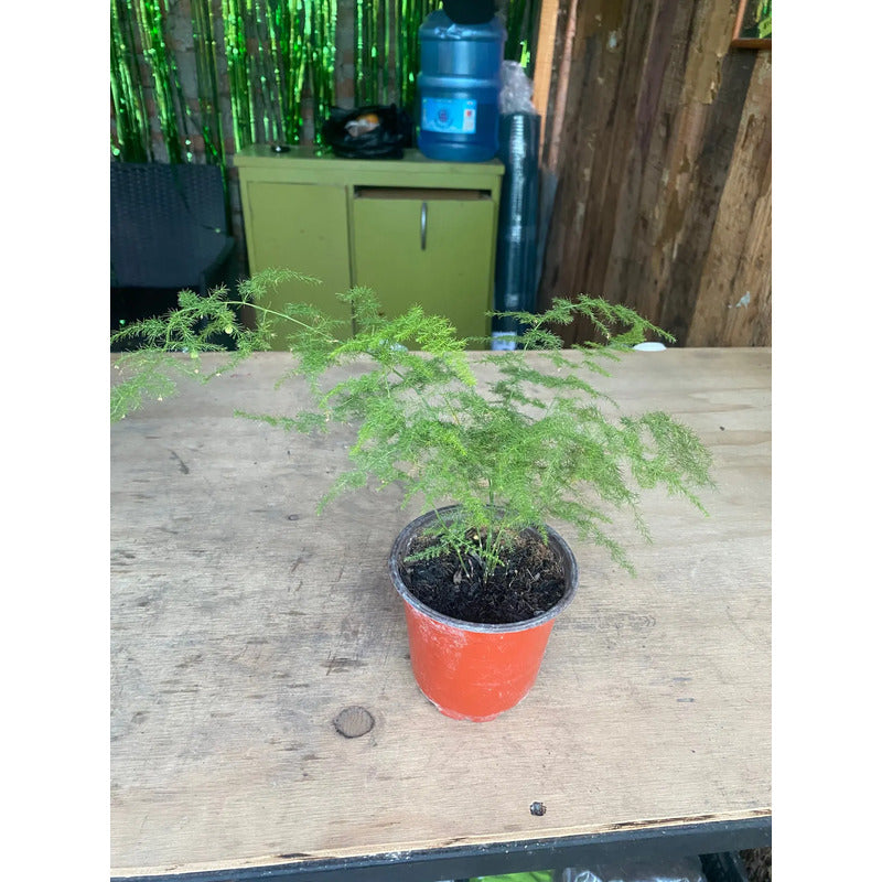 Helecho Plumoso Pequeño/ Planta Trepadora