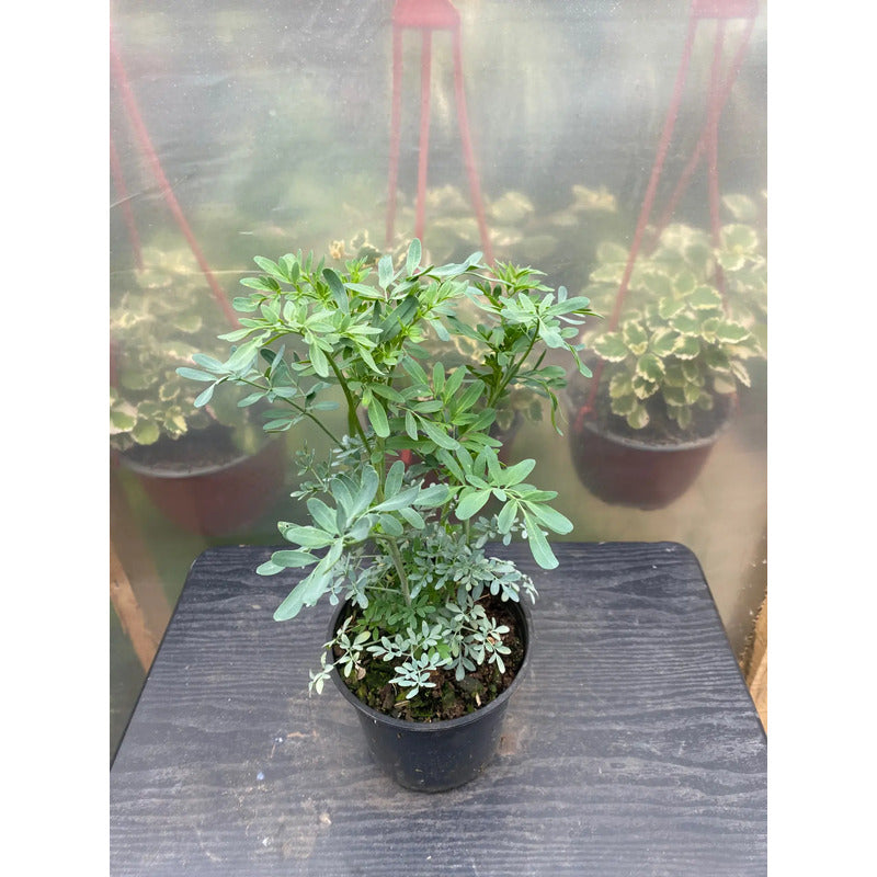 Ruda Planta Medicinal Y Protectora