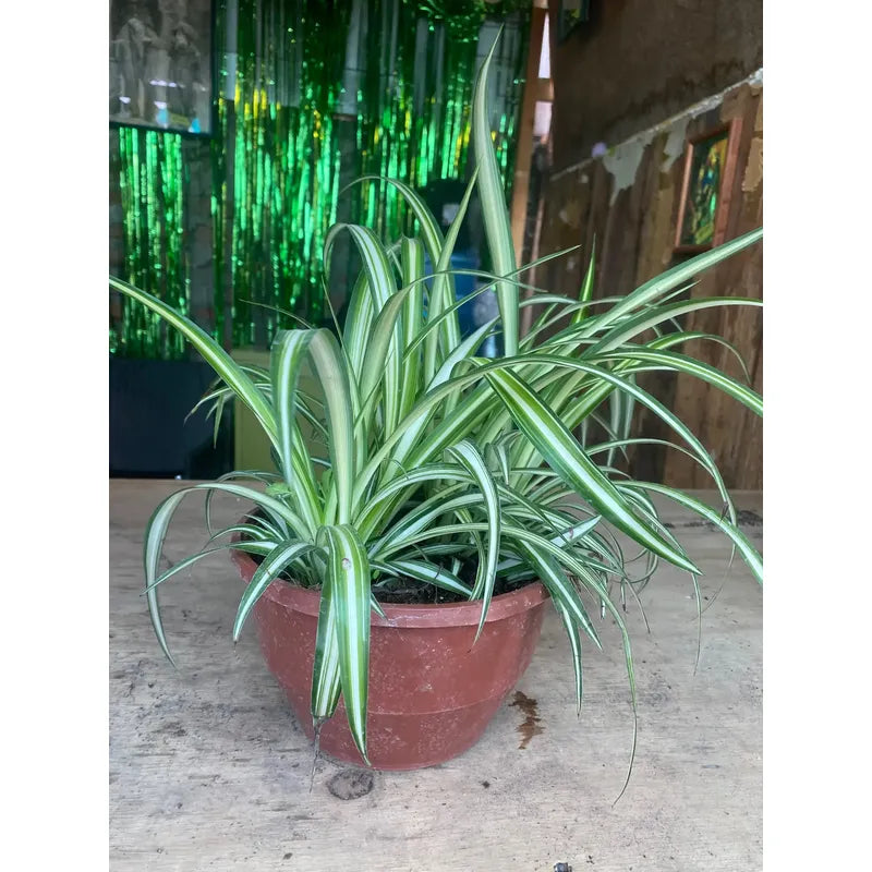 Cinta Variegada/mala Madre