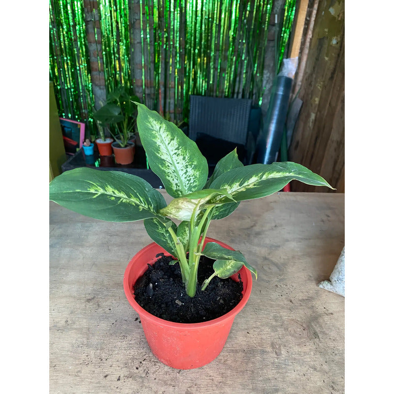 Dieffenbachia Planta De Interior Ornamental