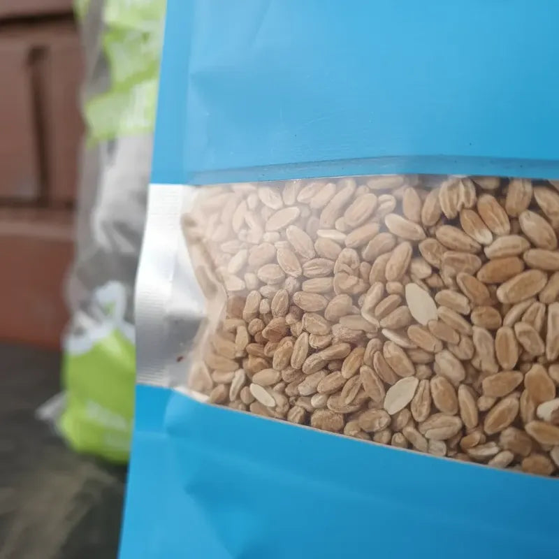 Kit Semillas Pasto de Trigo para Gatos