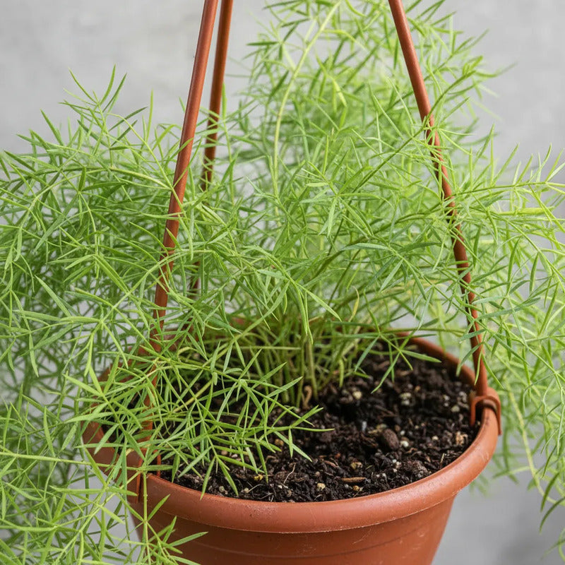 Helecho Esparrago Planta Colgante