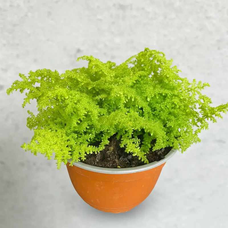 Helecho Arroz Planta Ornamental