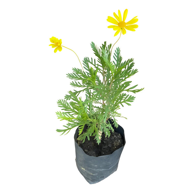 Paquerette Arbusto Ornamental Amarillo