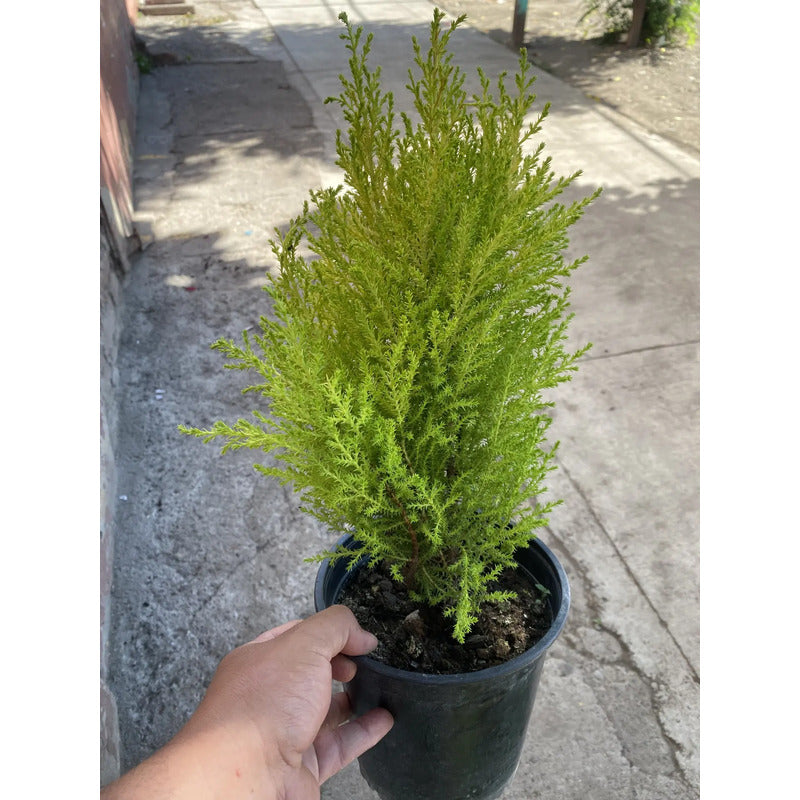 Pino Limón(aromático) Árbol Pequeño