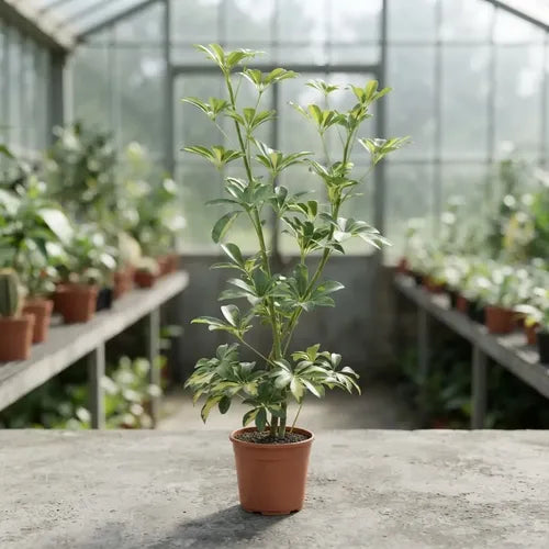 Cheflera Variegada 100 cm | Planta de Interior