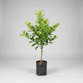 Árbol Frutal Naranjo Thompson Naranja