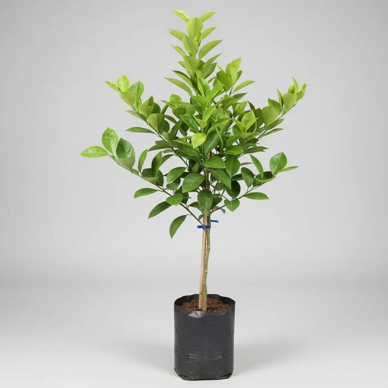 Árbol Frutal Naranjo Thompson Naranja