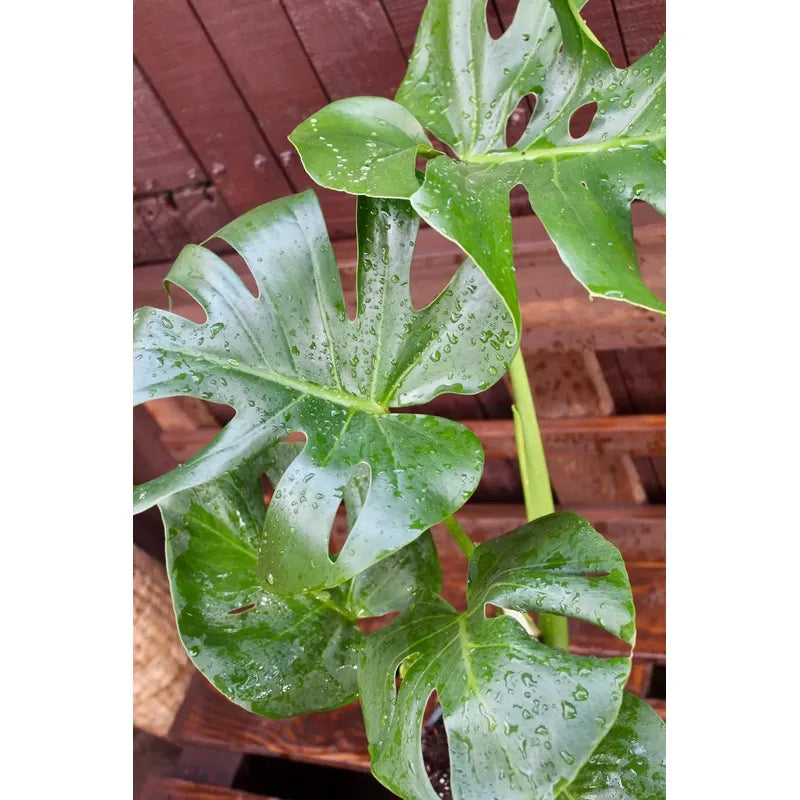 Philodendro Monstera Deliciosa Grande/ Costilla De Adan