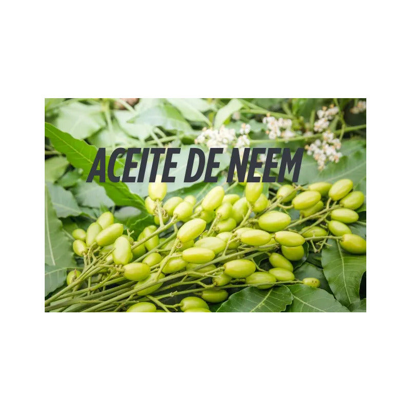 Jabón Potásico Con Aceite De Neem Fungicida Natural 500cc