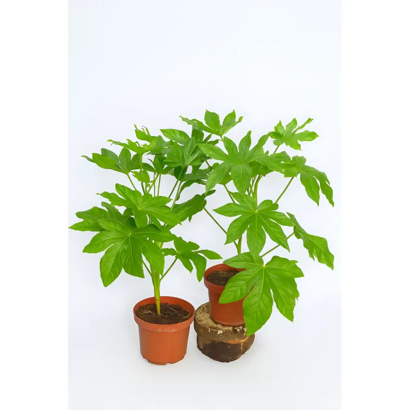 Aralia Japonica Pequeña