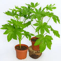 Aralia Japonica Pequeña