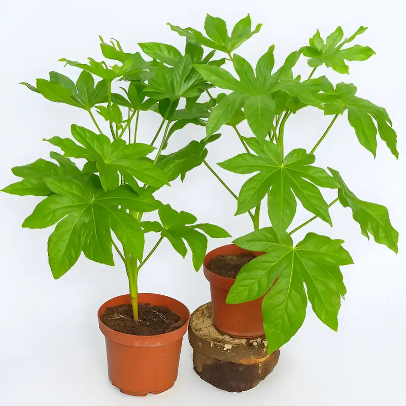 Aralia Japonica Pequeña