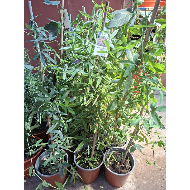 Passifloras/ Pasiflora Planta Enredadera Pasionaria