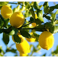 Limón Árbol Frutal