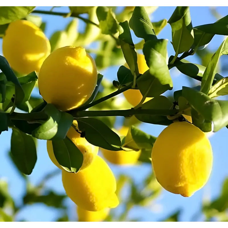Limón Árbol Frutal