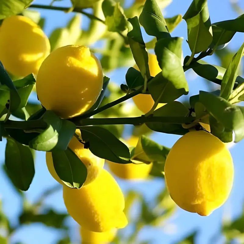Limón Árbol Frutal