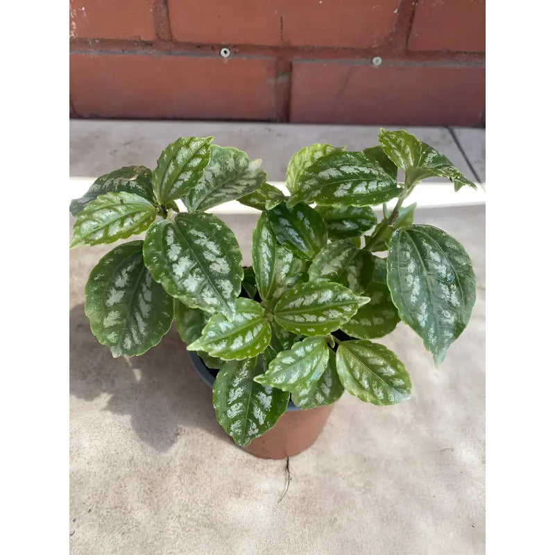 Pilea Planta Interior Ornamental