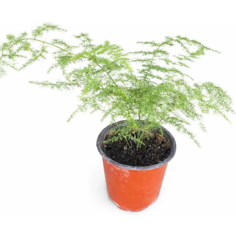 Helecho Plumoso Pequeño/ Planta Trepadora