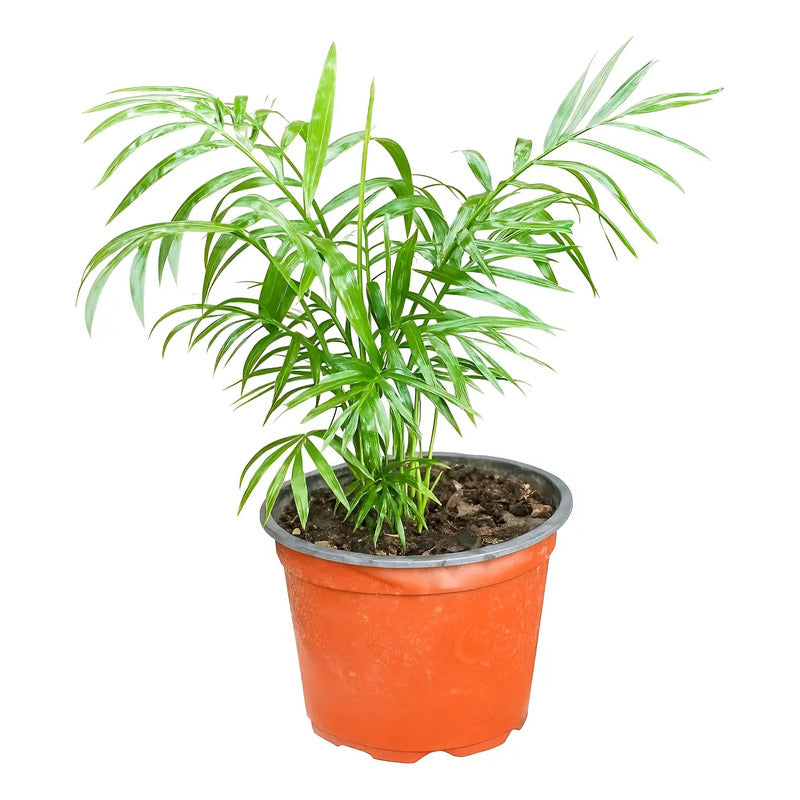 Palmera Interior Chamaedorea Elegans