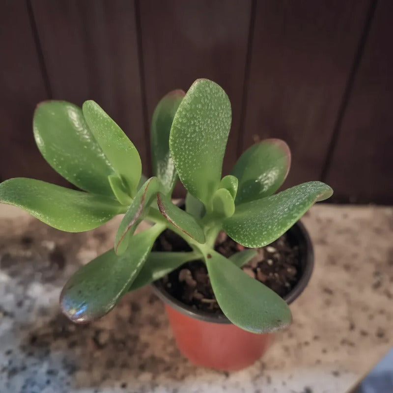 Jade Pequeño Árbol De La Abundancia Y El Dinero