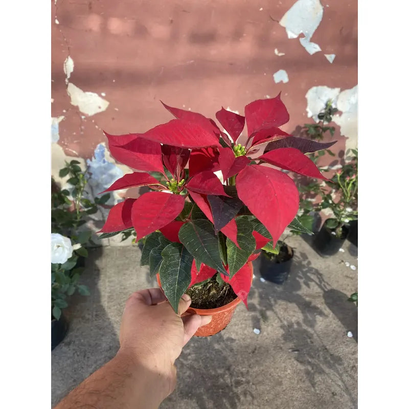 Corona Del Inca/ Flor De Navidad - Rojo