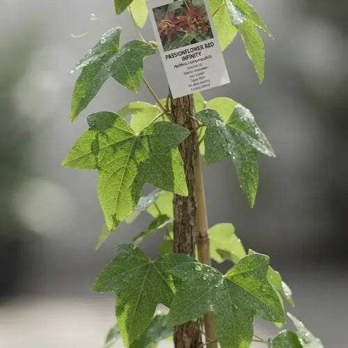 Enredadera Pasiflora Planta Trepadora