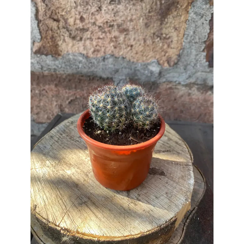 Set De 3 Suculentas Grandes De Colección Diferentes Especies