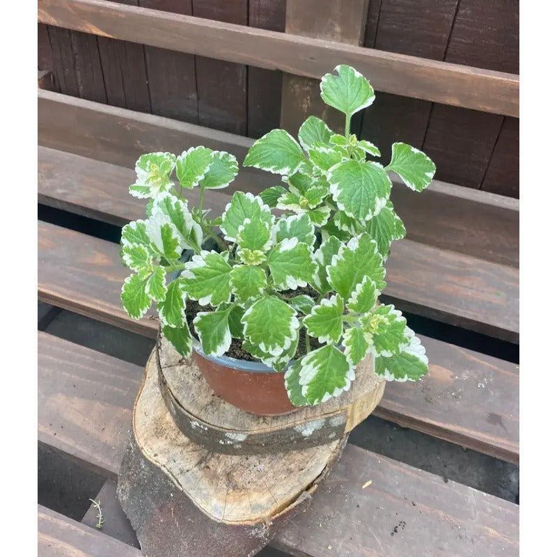 Dolar Incienso Planta Aromática