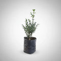 Boj Arbusto Ornamental