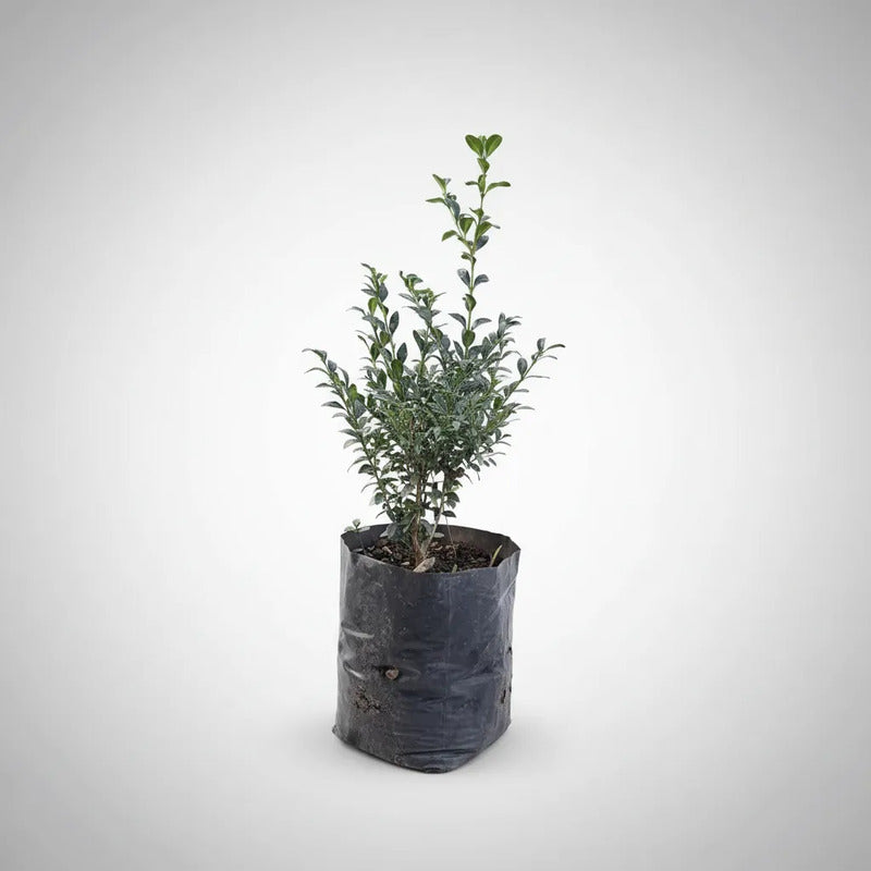 Boj Arbusto Ornamental