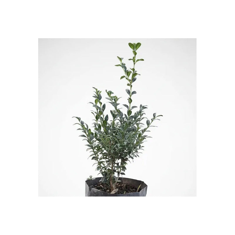 Boj Arbusto Ornamental