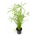 Papiro Enano Planta Ornamental