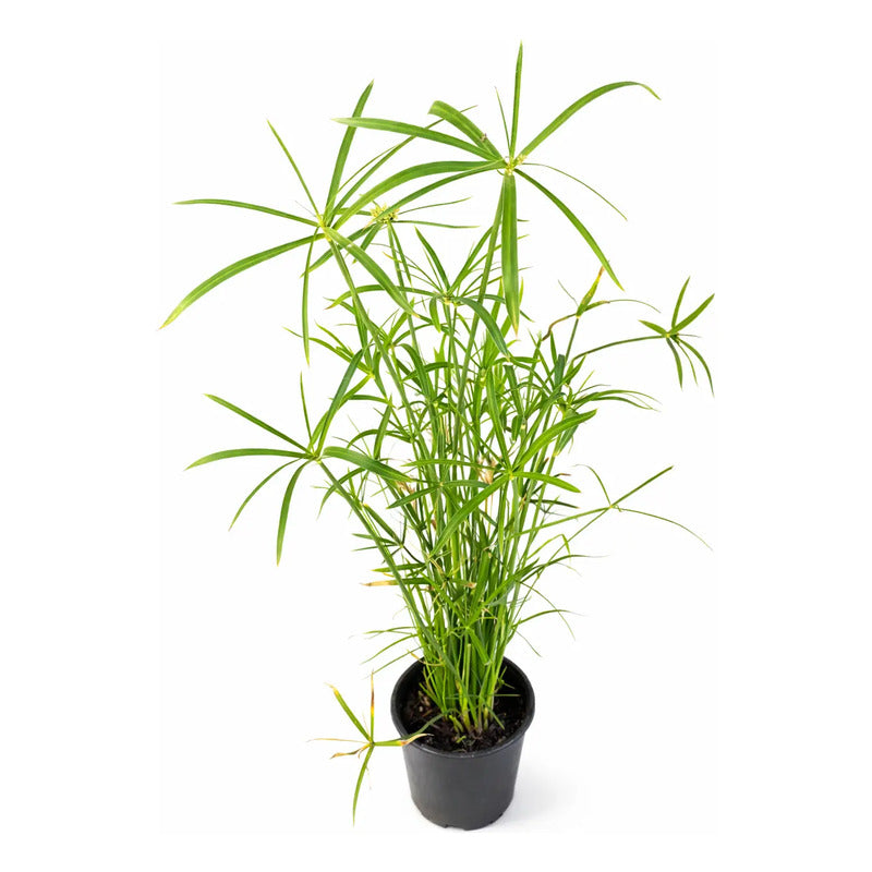 Papiro Enano Planta Ornamental