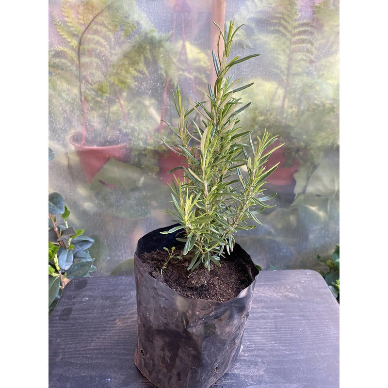 Romero Pequeño/hierba Aromatica