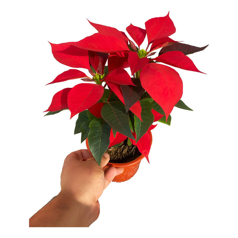 Corona Del Inca/ Flor De Navidad - Rojo