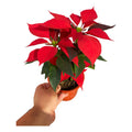 Corona Del Inca/ Flor De Navidad - Rojo