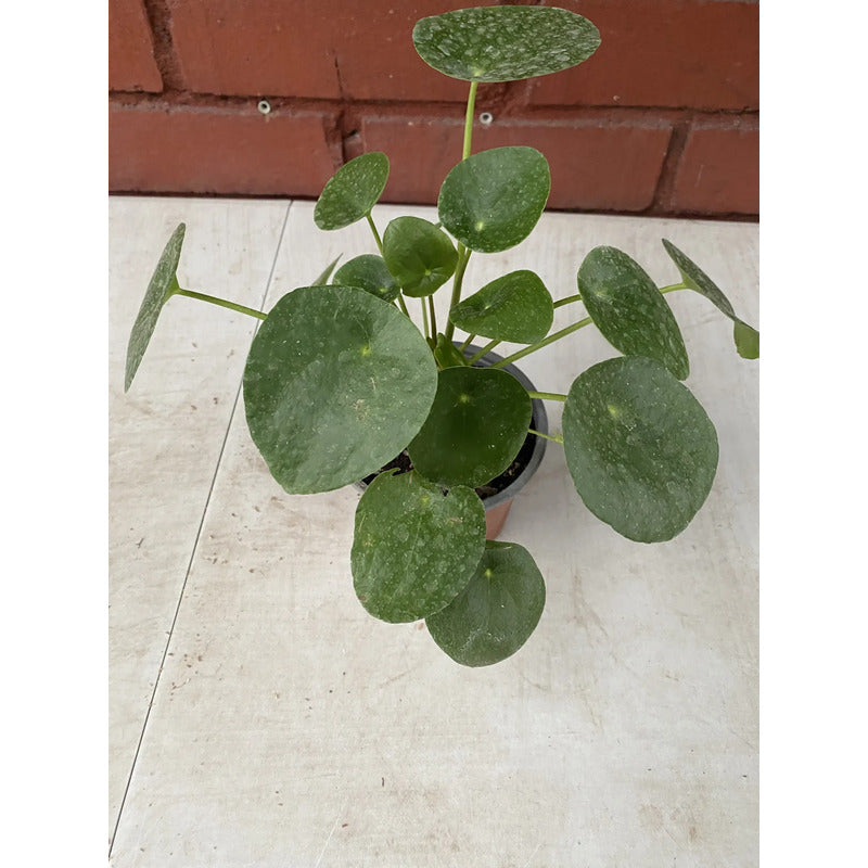 Pilea Peperomoide Planta Interior