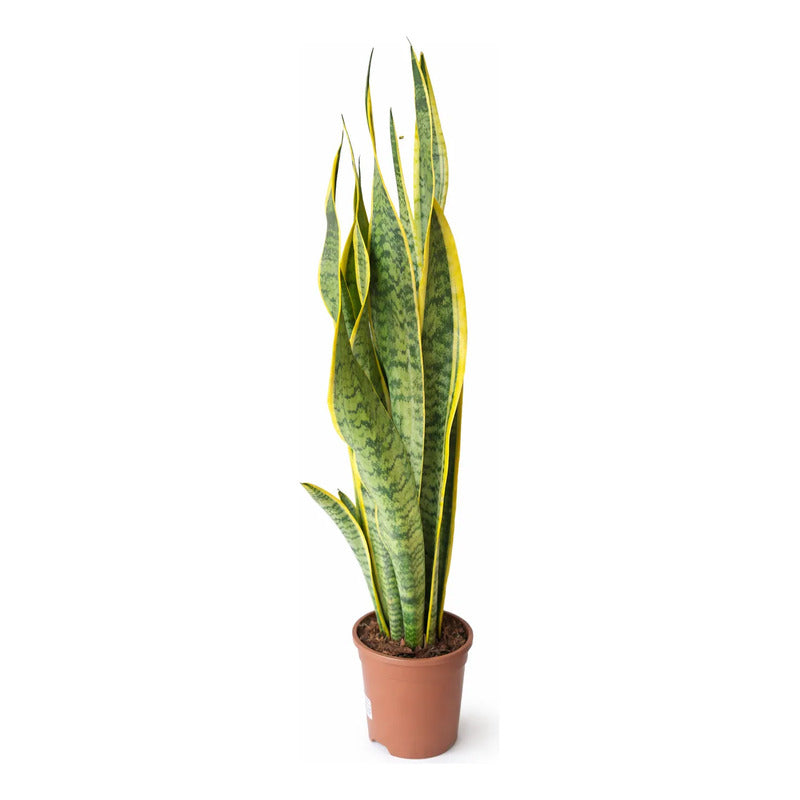 Sansevieria Laurentii Gigante Lengua De Suegra Suculenta