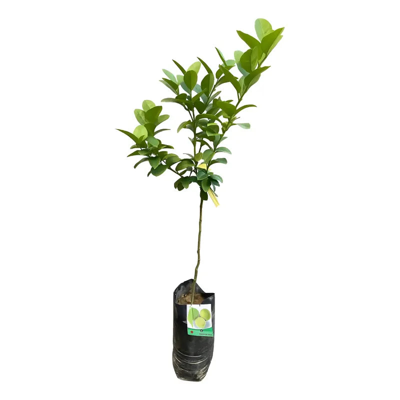 Árbol Frutal Limon De Pica
