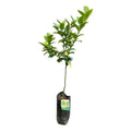 Árbol Frutal Limon De Pica