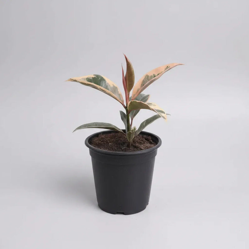 Gomero Tineke Pink Pequeño Ficus