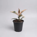 Gomero Tineke Pink Pequeño Ficus