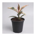 Gomero Tineke Pink Pequeño Ficus
