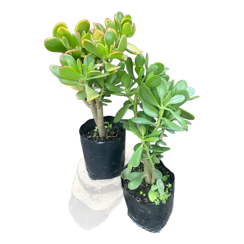 Arbol De Jade Grande / Arbol De La Abundancia