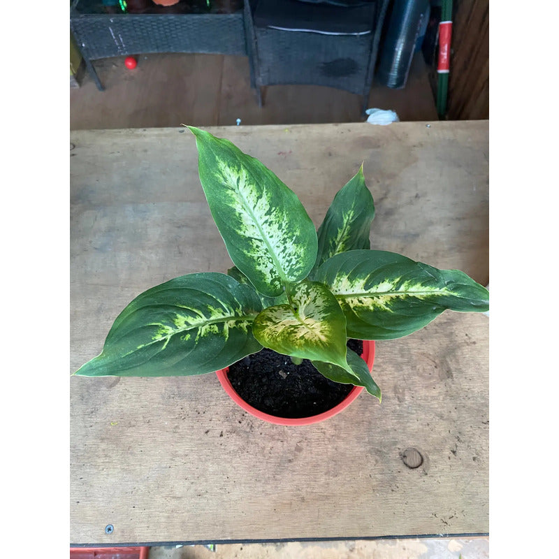 Dieffenbachia Planta De Interior Ornamental
