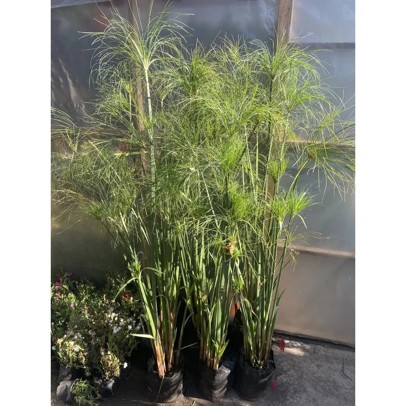 Papiro Egipcio Grande Planta Acuática